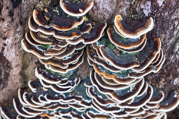 Wooden mushroom on weathered tree trunk closeup photo. Shelf mushroom top view on wooden trunk. Wet autumn forest walk or trekking banner template. Wooden mushroom closeup texture. Polypores colony
