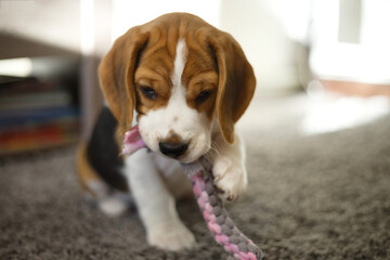 little cute beagle puppy playing with a toy