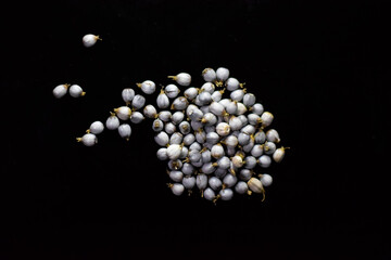 Job's Tears seeds in a black background