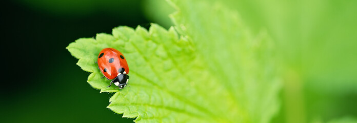 Ladybug on a green leaf. Beautiful nature background