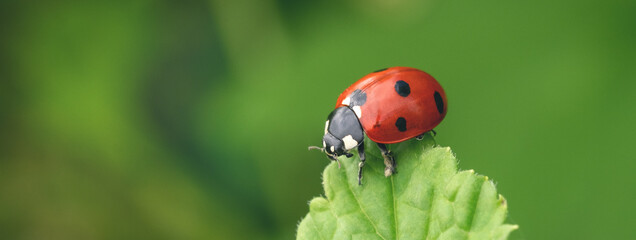 Fototapeta na wymiar Macro Ladybug on green leaf. Beautiful nature background