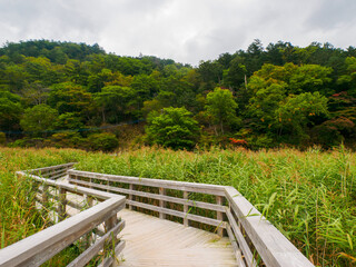 Fototapeta na wymiar Boardwalk through a marshland covered with reeds (Tochigi, Japan)