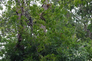 Free monkeys in Kuala Selangor in Malaysia, tourist attraction where to see wildlife near Kuala Lumpur