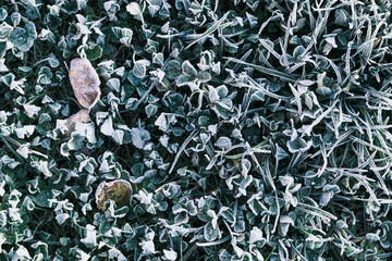 Winter morning ice and frost on the grass top view. Frost background and leaf