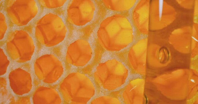 Honey comb macro Honey, apiary. 4K