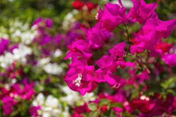 Obraz premium beautiful tropical exotic Bougainvillea flower blooming in the garden, Ethiopia nature, Africa