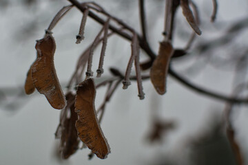 Ahron gefroren im Winter Eis