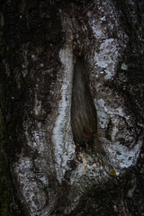 Alte Birke Rinde Dunkel Winter