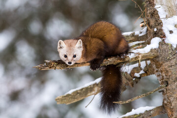 Pine Marten on a tree branch in winter