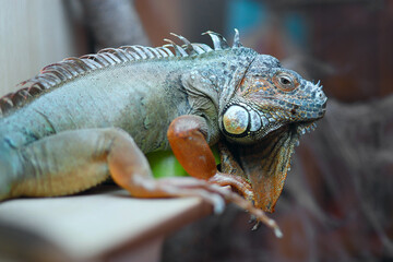 A green iguana rests under a lamp in a terrarium. Iguana iguana, American iguana