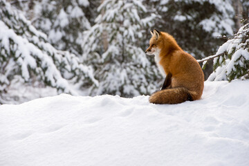 Red Fox sitting in snow with snow covered trees in the background