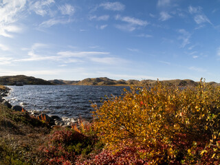 cold and beautiful tundra. Teriberka, Murmansk region, Russia. Lots of berries, low grasses and a riot of colors. Small colorful bushes, moss. Landscape. Sunny weather, blue sky, wide-angle lens