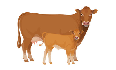 Limousine - The Best Beef Cattle Breeds. Set Bull, Cow, Calf. Farm animals. Vector Illustration.