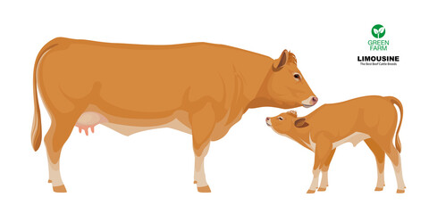 Limousine - The Best Beef Cattle Breeds. Set Bull, Cow, Calf. Farm animals. Vector Illustration.