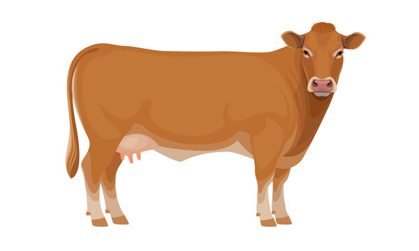Limousine - The Best Beef Cattle Breeds. Cow - Farm animals. Vector Illustration.