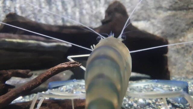 A blue scissor hands big shrimp in clean water