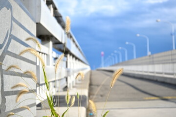 橋の上の猫じゃらし