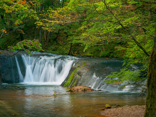 Fototapeta na wymiar Small waterfall in autumnal forest (Tochigi, Japan)