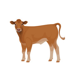 Limousine - The Best Beef Cattle Breeds. Bull, Cow, Calf. Farm animals. Vector Illustration.