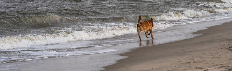 Strandsparziergang ? Nur mit Hund