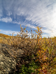 Fototapeta premium cold and beautiful tundra. Teriberka, Murmansk region, Russia. A lot of berries, a riot of colors. rocks and bright plants. moss . Landscape. Sunny weather, blue sky, wide-angle lens. lakes