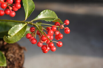Coral berry