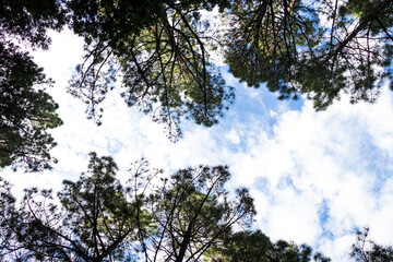Fototapeta premium Forest with pine trees in spring, view from below with a blue sky, Tenerife