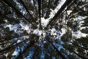 Forest with pine trees in spring, view from below with a blue sky, Tenerife