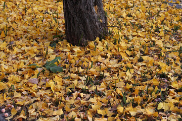 一面に広がる黄色のイチョウの落ち葉