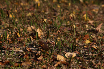足元の雑草と枯れた落ち葉