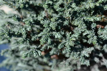 Sawara cypress Blue Moon