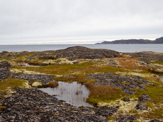 cold and beautiful tundra. Teriberka, Murmansk region, Russia. Lots of berries, low grasses and a riot of colors. Arctic ocean, rocks and bright plants. Small multi-colored bushes,  Landscape