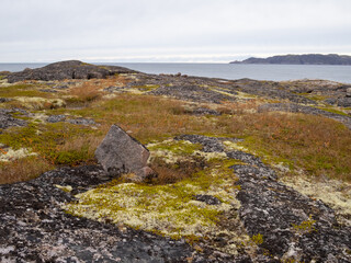 cold and beautiful tundra. Teriberka, Murmansk region, Russia. Lots of berries, low grasses and a riot of colors. Arctic ocean, rocks and bright plants. Small multi-colored bushes, my and yagel. 