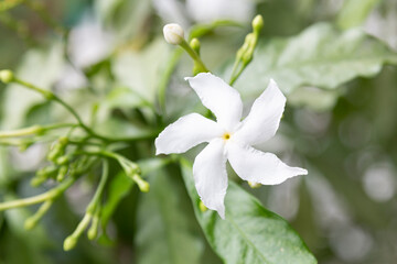 Obraz premium Selective focus on white Gerdenia Crape Jasmine. Beautiful white flowers under natural sunlight. Close up The Gardenia Crape Jasmine flower.