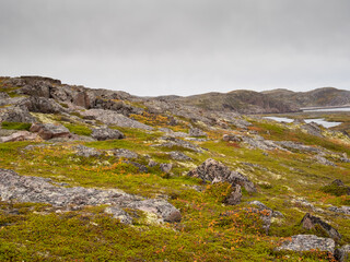 cold and beautiful tundra. Teriberka, Murmansk region, Russia. Lots of berries, low grasses and a riot of colors. Arctic ocean, rocks and colorful plants