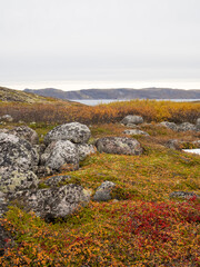 Fototapeta na wymiar cold and beautiful tundra. Teriberka, Murmansk region, Russia. Lots of berries, low grasses and a riot of colors. Arctic ocean, rocks and colorful plants
