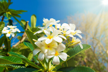 White flowers on plumeria tree with green leaves and blue sky
