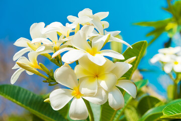 Fototapeta na wymiar White flowers on plumeria tree with green leaves and blue sky