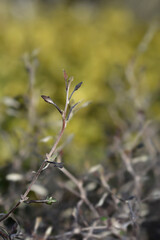 Wire-netting bush