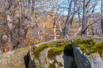 Autumn trees and rocks
