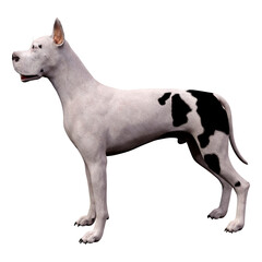 3D Rendering Grat Dane Dog on White