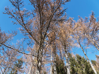(Larix decidua) European larch with bright yellow and brown leaves in autumn and pale yellow-buff shoots bare