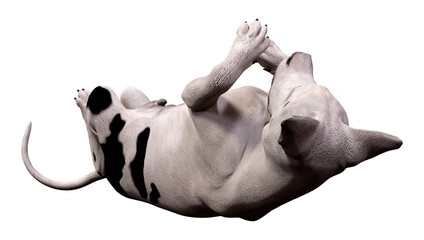 3D Rendering Grat Dane Dog on White