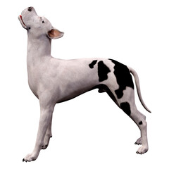 3D Rendering Grat Dane Dog on White