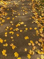 Yellow maple leaves scattered across the sidewalk in the fall