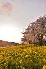 桜と菜の花と夕日