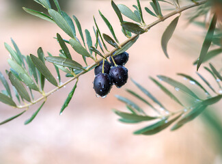 Fototapeta na wymiar olives on olive tree drop of water