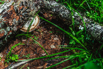 Large white polypore grows on fallen birch tree. White tinder fungus on tree trunk among rich forest vegetation close-up. Fomes fomentarius on bark among green grasses. Nature background with polypore