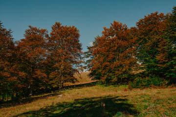 Fototapeta premium rural area of carpathian mountains in autumn. wonderful panorama of Bosnia mountains in dappled light observed from village. agricultural fields on rolling hills near the spruce forest