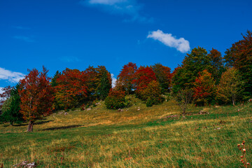 Fototapeta premium rural area of carpathian mountains in autumn. wonderful panorama of Bosnia mountains in dappled light observed from village. agricultural fields on rolling hills near the spruce forest